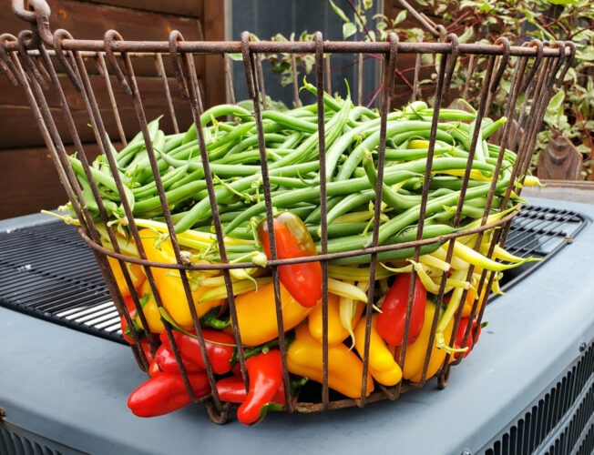 Harvesting  joy in my  vegetable garden